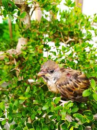 Close-up of a bird perching on plant