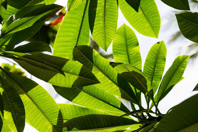 Close-up of green leaves