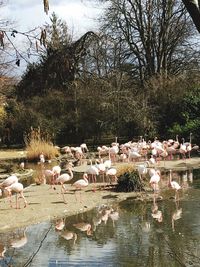 Flock of birds in a lake