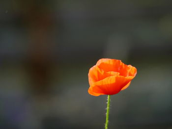 Close-up of red flower