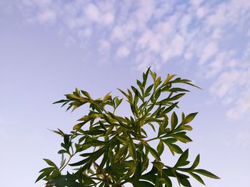 Low angle view of plant against sky