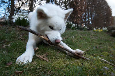 Close-up of dog relaxing on grass