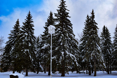 Snow covered pine trees in forest against sky