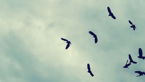 Low angle view of birds flying in sky