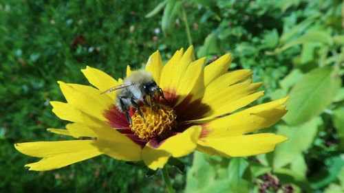 Close-up of bee pollinating on yellow flower