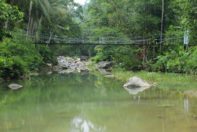 Scenic view of lake in forest