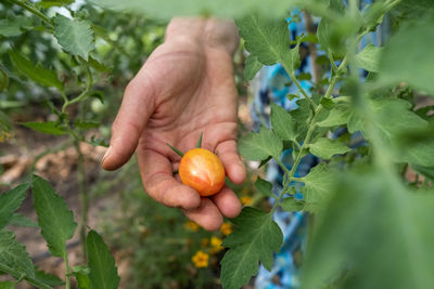 Cropped hand of woman holding tomatoes