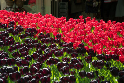 Close-up of red tulips