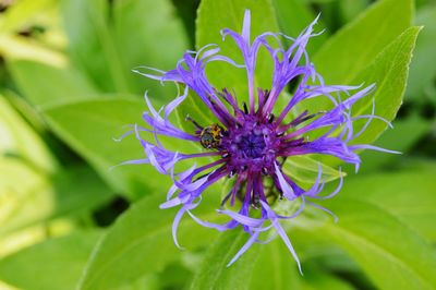 Close-up of purple flowers