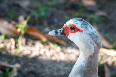 Close-up of a duck