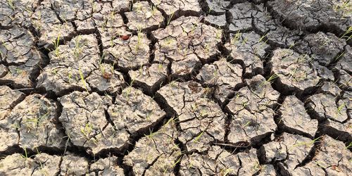 Full frame shot of cracked plant