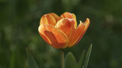 Close-up of orange tulip