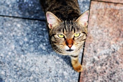 Close-up portrait of cat