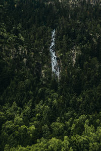 Aerial view of waterfall amidst pine trees in forest