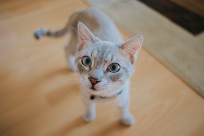 Close-up portrait of cat at home