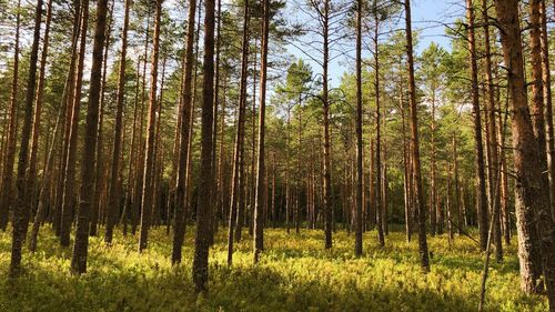 Pine trees in forest