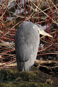 Close-up of a bird