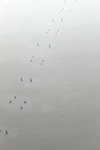 Flock of birds flying over water