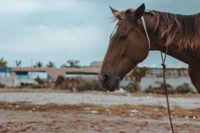 Side view of horse standing against sky