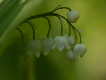 Close-up of plant