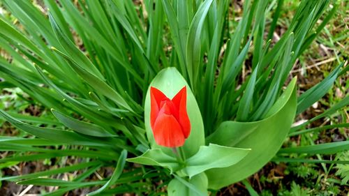 Close-up of red tulip on field