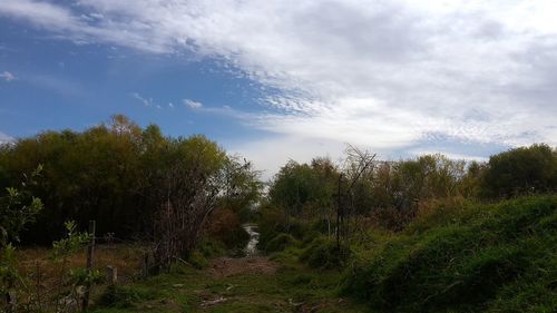 Trees on field against sky