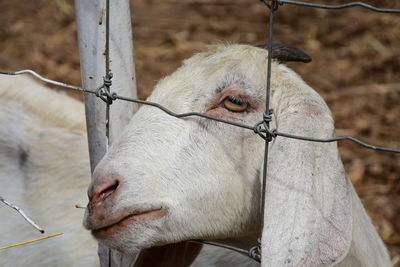 Close-up of a horse