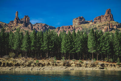 Plants growing on rocks against blue sky