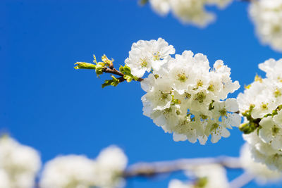 Close-up of bee on cherry blossom