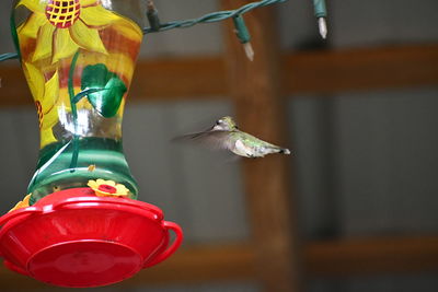 Close-up of bird flying