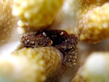 Close-up of crab on beach