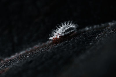 Close-up of insect over black background