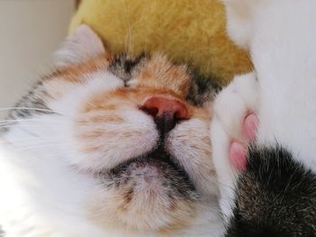 Close-up of cat sleeping at home