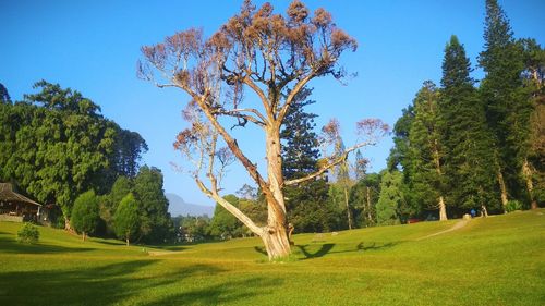 Tree on field against clear sky