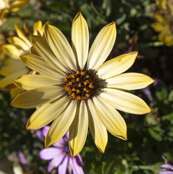 Close-up of yellow flower blooming outdoors