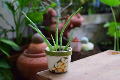 Close-up of potted plant on table