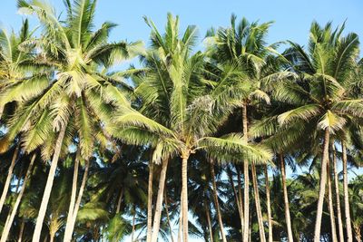 Low angle view of palm trees against sky