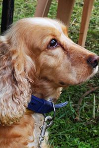 Close-up of a dog looking away