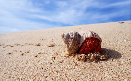 Close-up of shell on sand