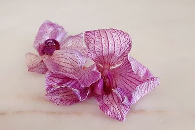 Close-up of wilted flower on table