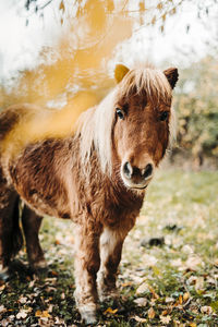 Horse standing in a forest