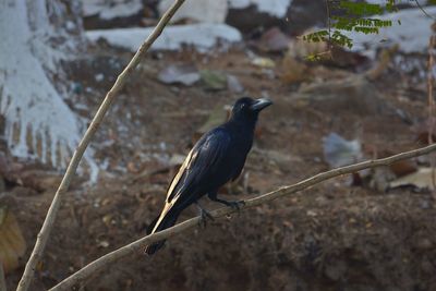 Bird perching on leaf
