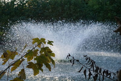 Water splashing on tree