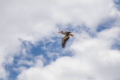 Low angle view of seagull flying