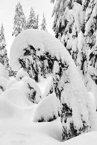 Snow covered trees