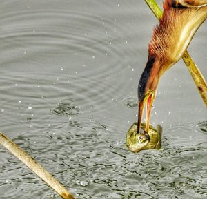 Close-up of duck swimming in water