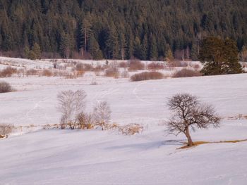 Bare trees on snow covered land