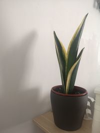 Close-up of potted plant on table at home