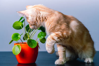 Close-up of cat on table