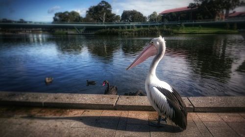 Birds in calm water